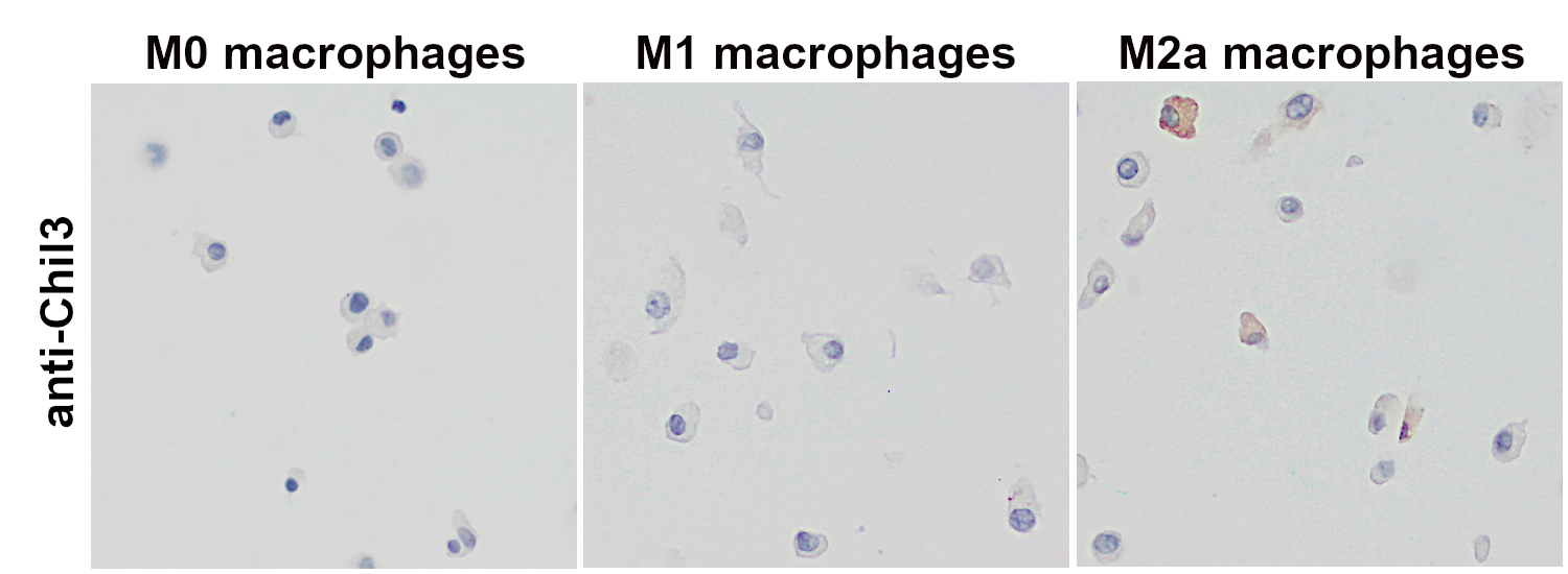 Immunohistochemical staining of formalin-fixed paraffin embedded cell pellets of in vitro differentiated mouse macrophages with rat anti-Chil3/YM1
