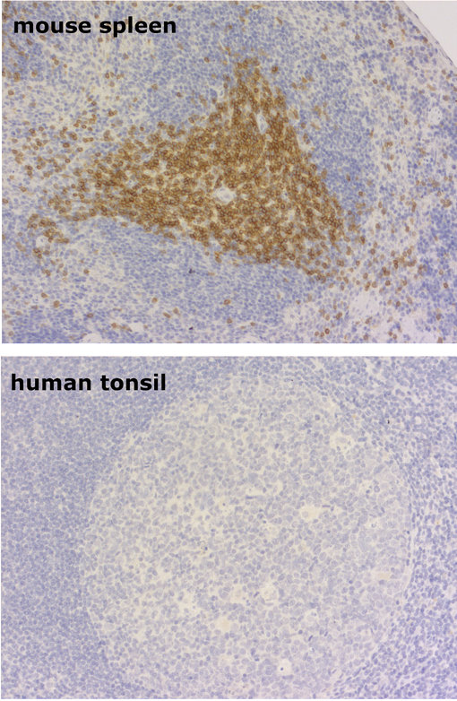 Immunohistochemical staining of FFPE mouse spleen and human tonsil using rat anti-mouse CD3e