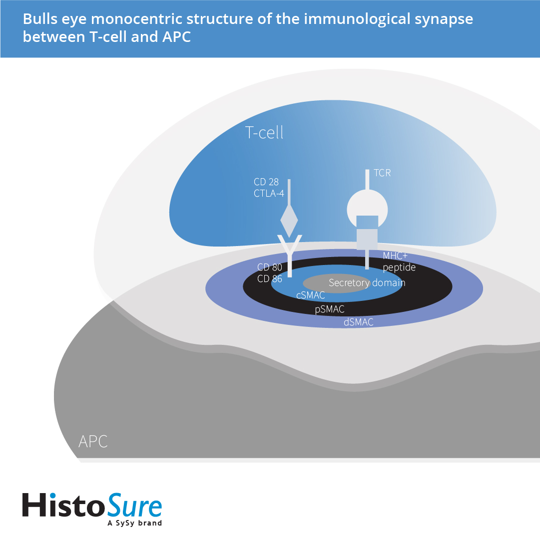HistoSure, Bulls eye‘ monocentric structure of the immunological synapse between T-cells and APC