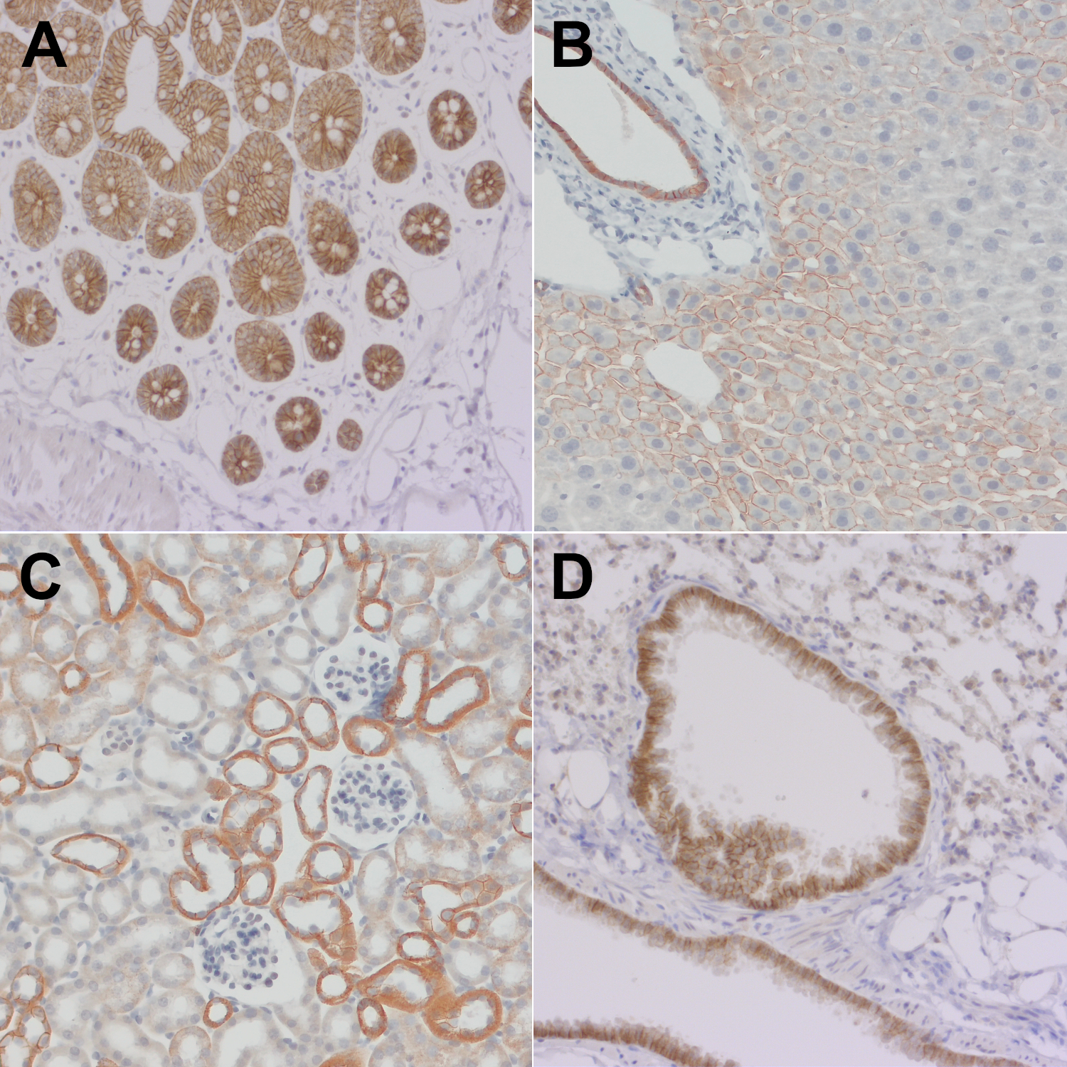 Indirect immunostaining staining of formalin fixed paraffin embedded murine tissue sections