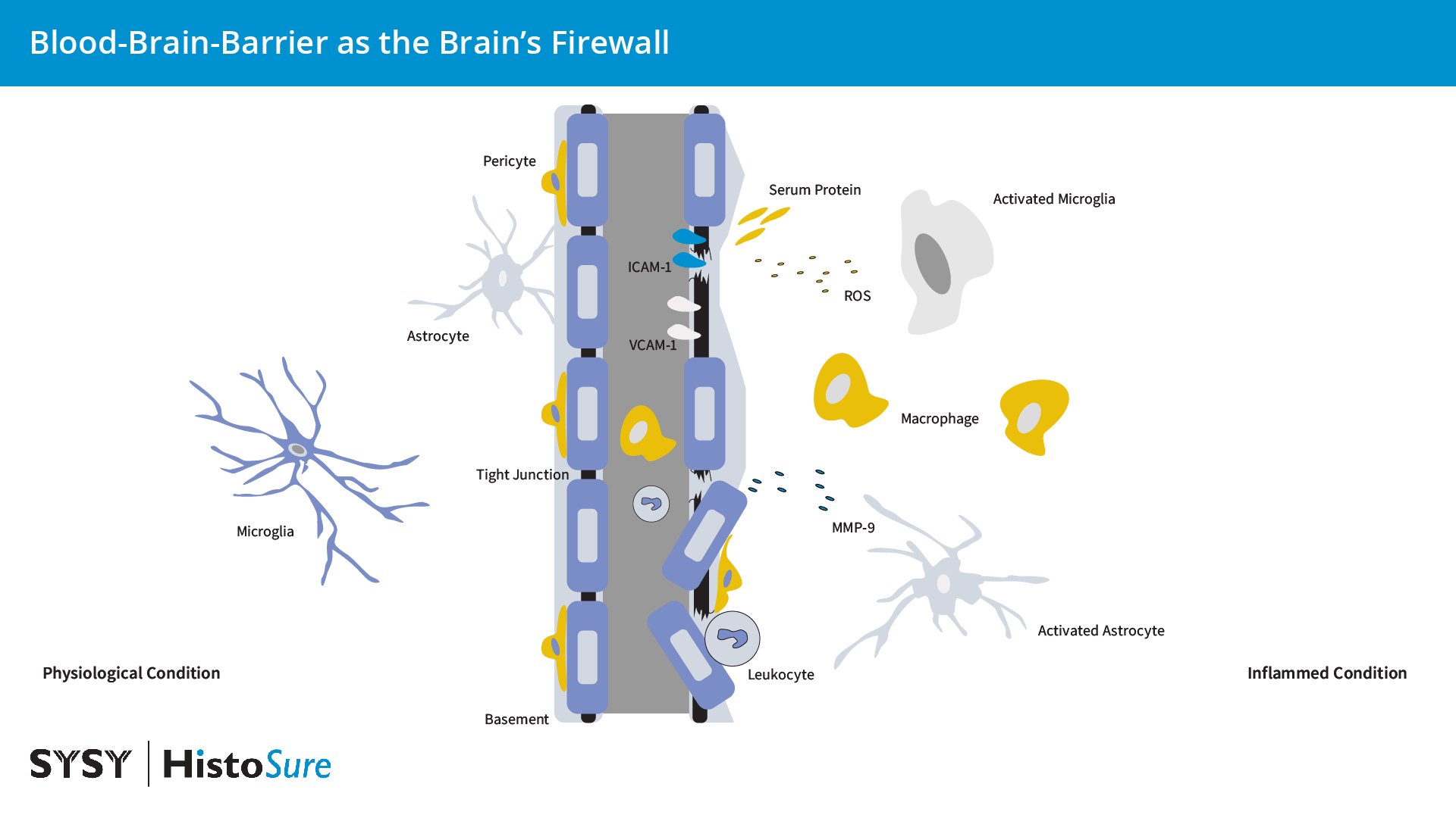 Visual graphic of a blood brain barrier. Graphic elements such as microglia depict the healthy state and the inflamed state (right hand side).