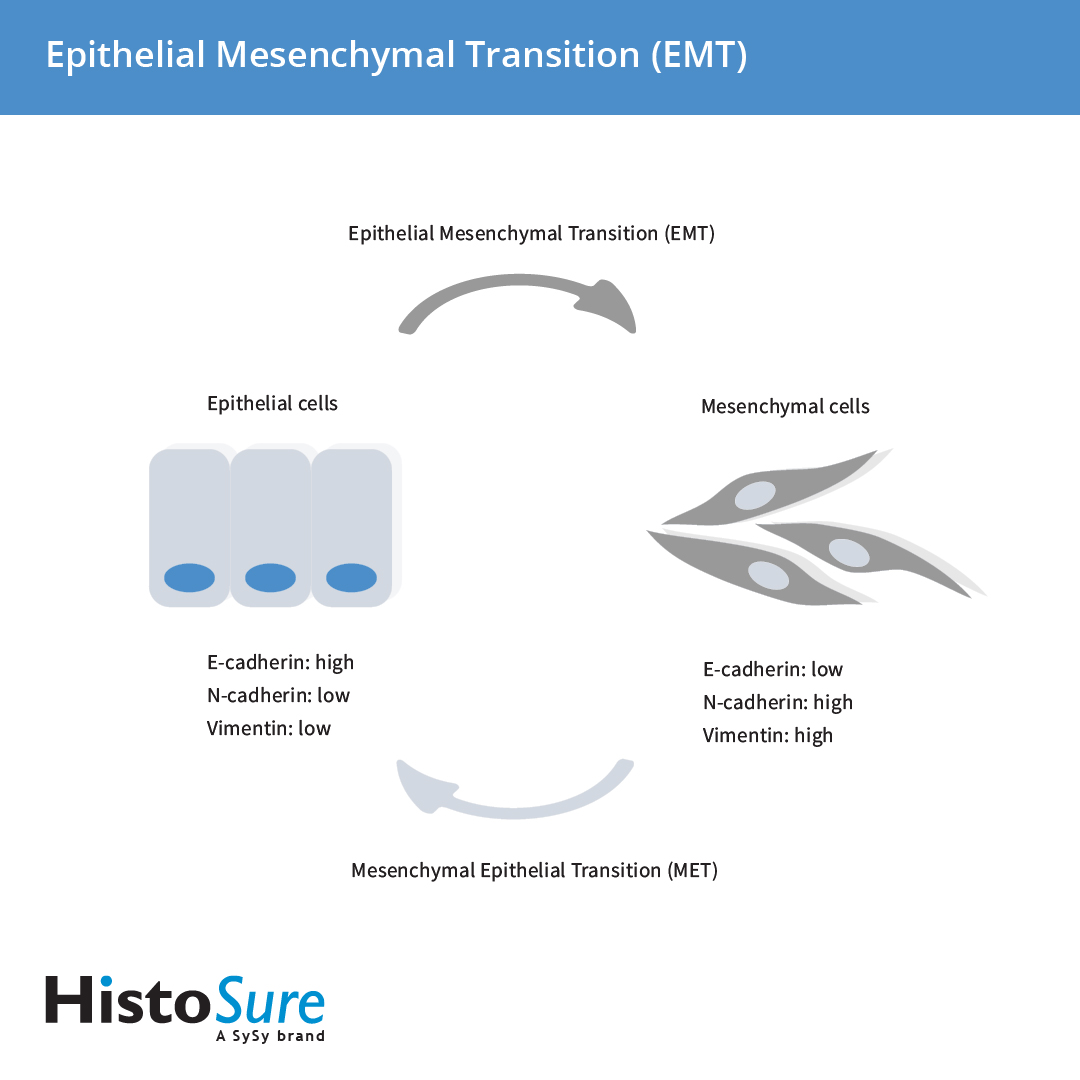 HistoSure Epithelial Mesenchymal Transition (EMT)