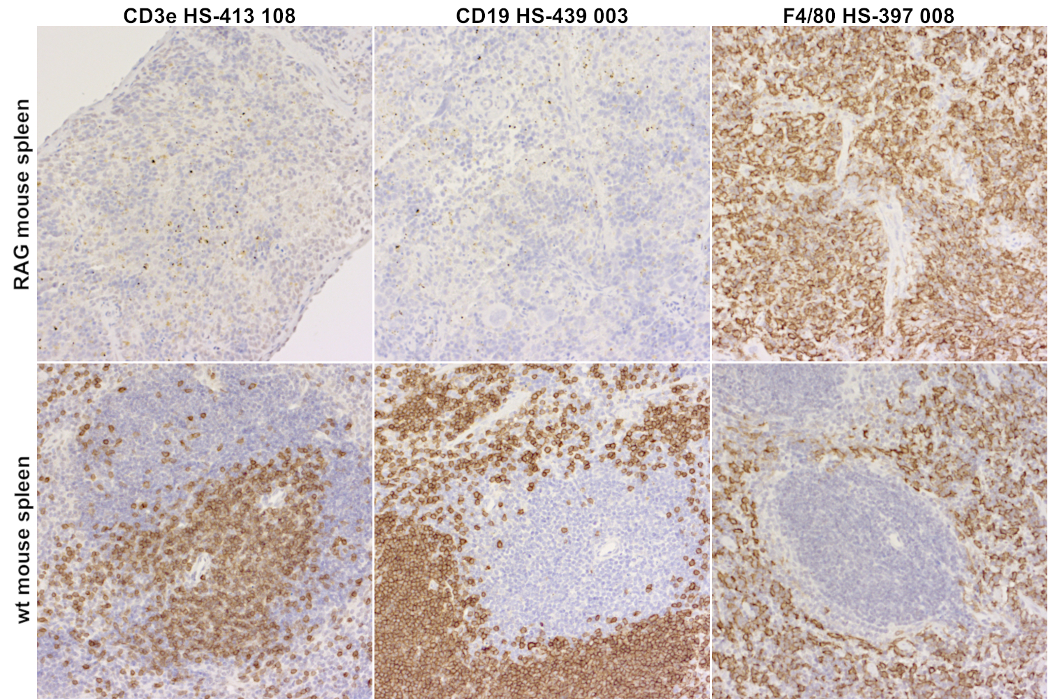 Staining for T cells, B cells and Macrophages in spleens of a Rag2/ILrg Double Knockout mouse and a wild-type mouse