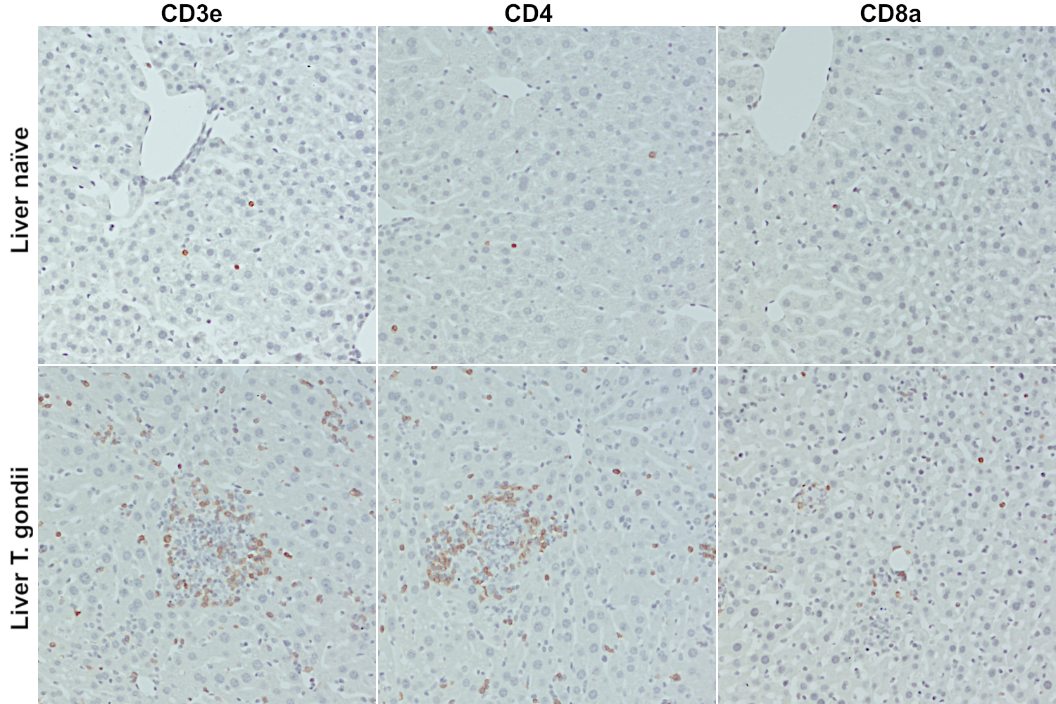 Immunohistochemical detection of T cell markers CD3e