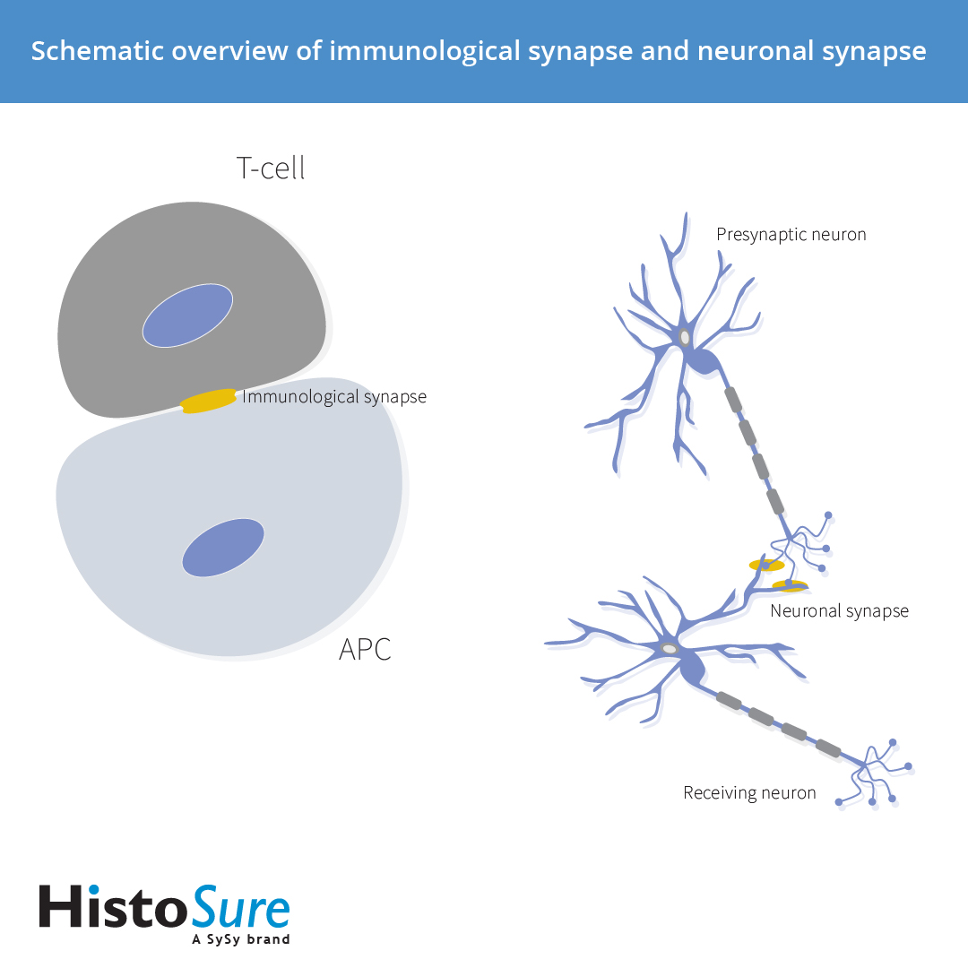 HistoSure Schematic overview of immunological synapse and neuronal synapse