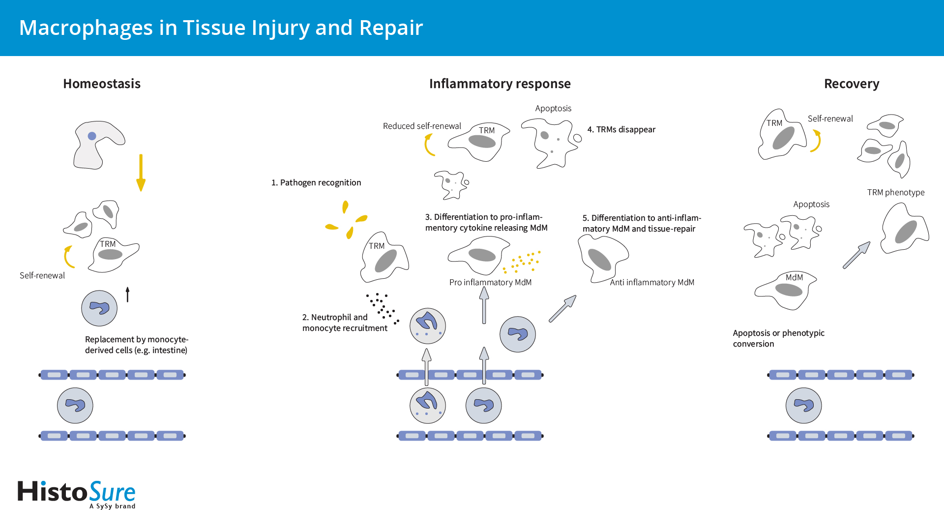 Info graphic on tissue-resident macrophages and monocyte-derived macrophages made in Illustrator to depict Homeostasis, Inflammatory Response and Recovery.