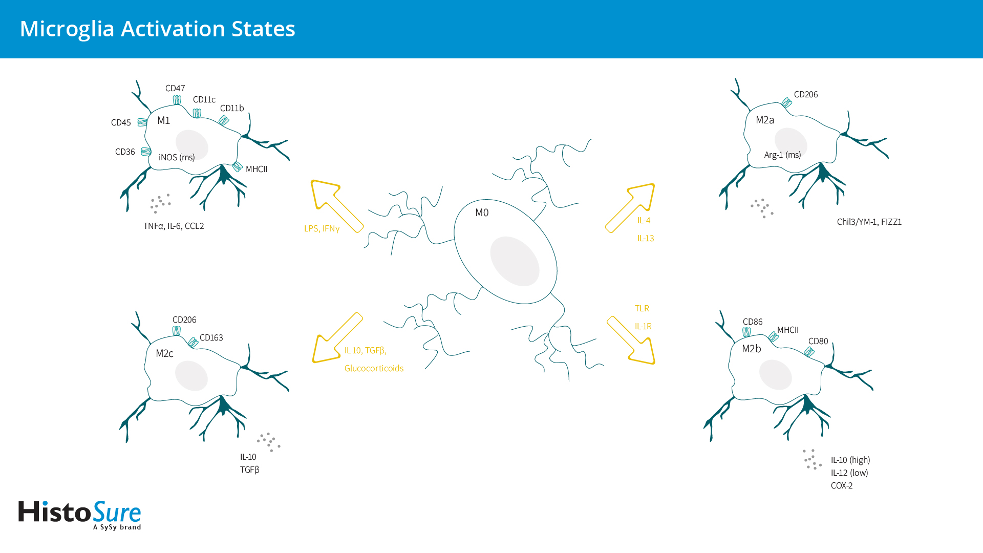 Overview of microglia activation states. The diagram lists the major activation phenotypes, their functions, the stimuli used to obtain these phenotypes, and the markers associated with the different activation phenotypes.