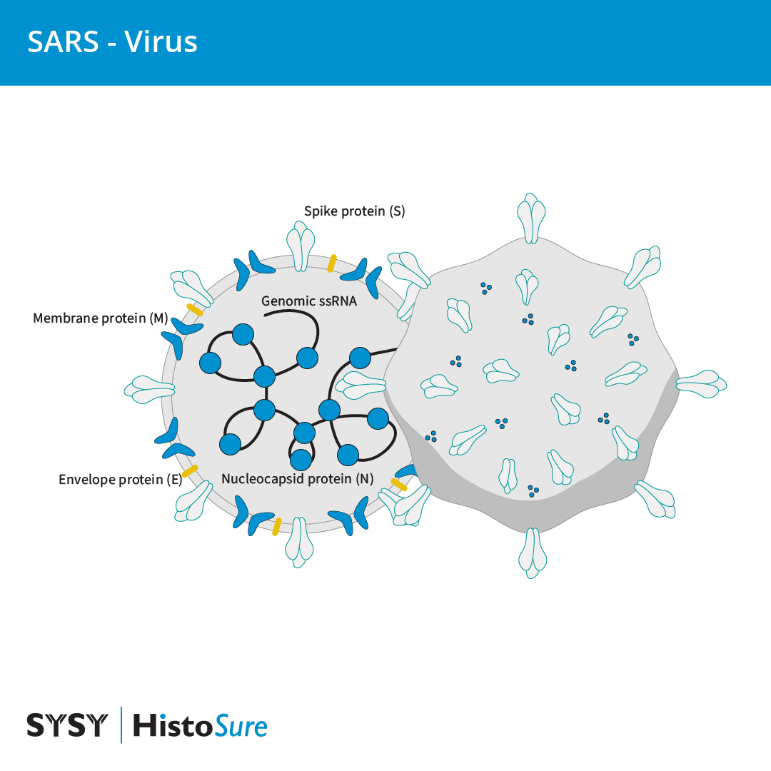 Schematic representation of the SARS-CoV-2 virus particle (adapted from Pizzato et al., 2022). The virion contains positive-sense single-stranded RNA surrounded by a lipid envelope containing the spike, envelope and membrane proteins.