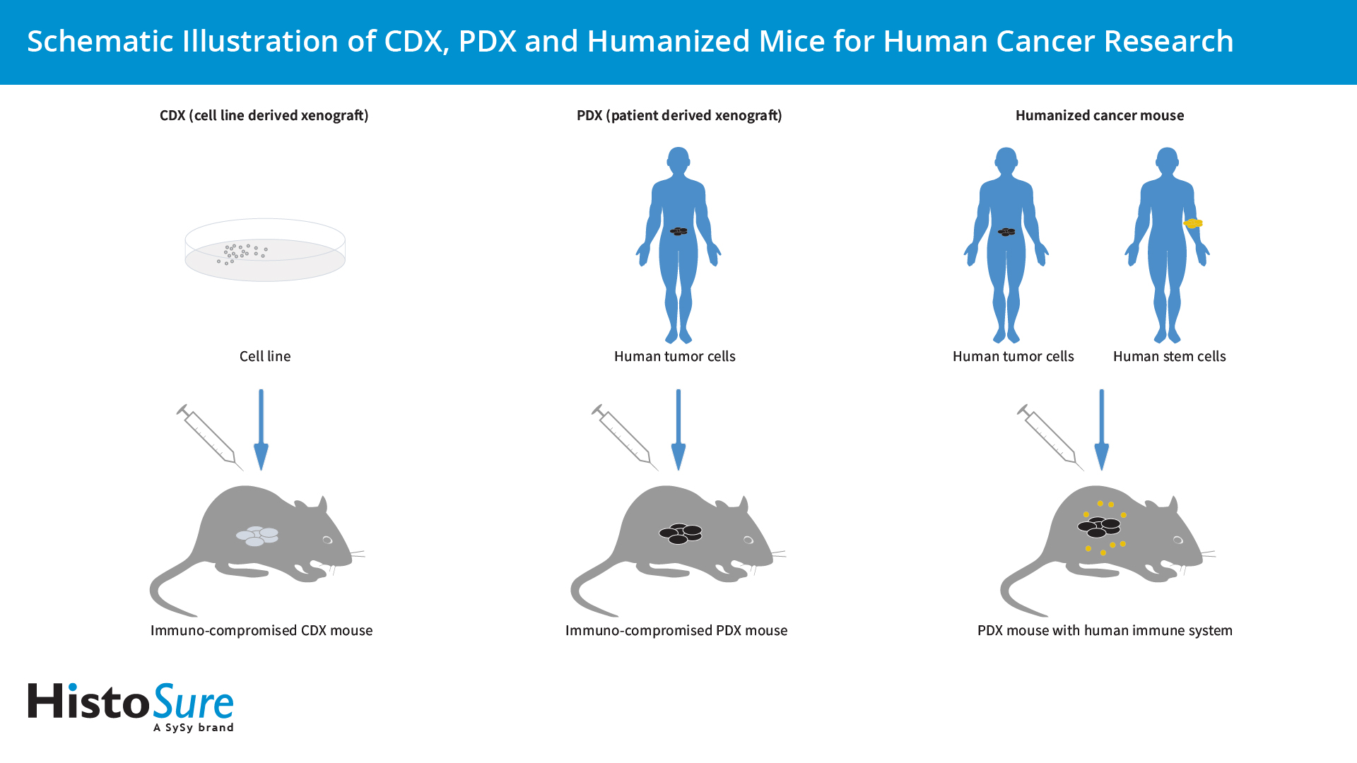 Schematic illustration of CDX, PDX and humanized mice for human cancer research