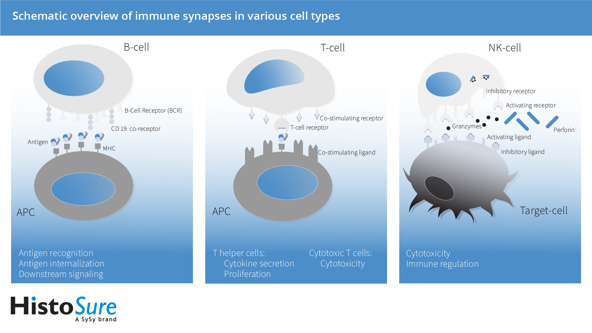 HistoSure Schematic overview of immune synapses in various cell types