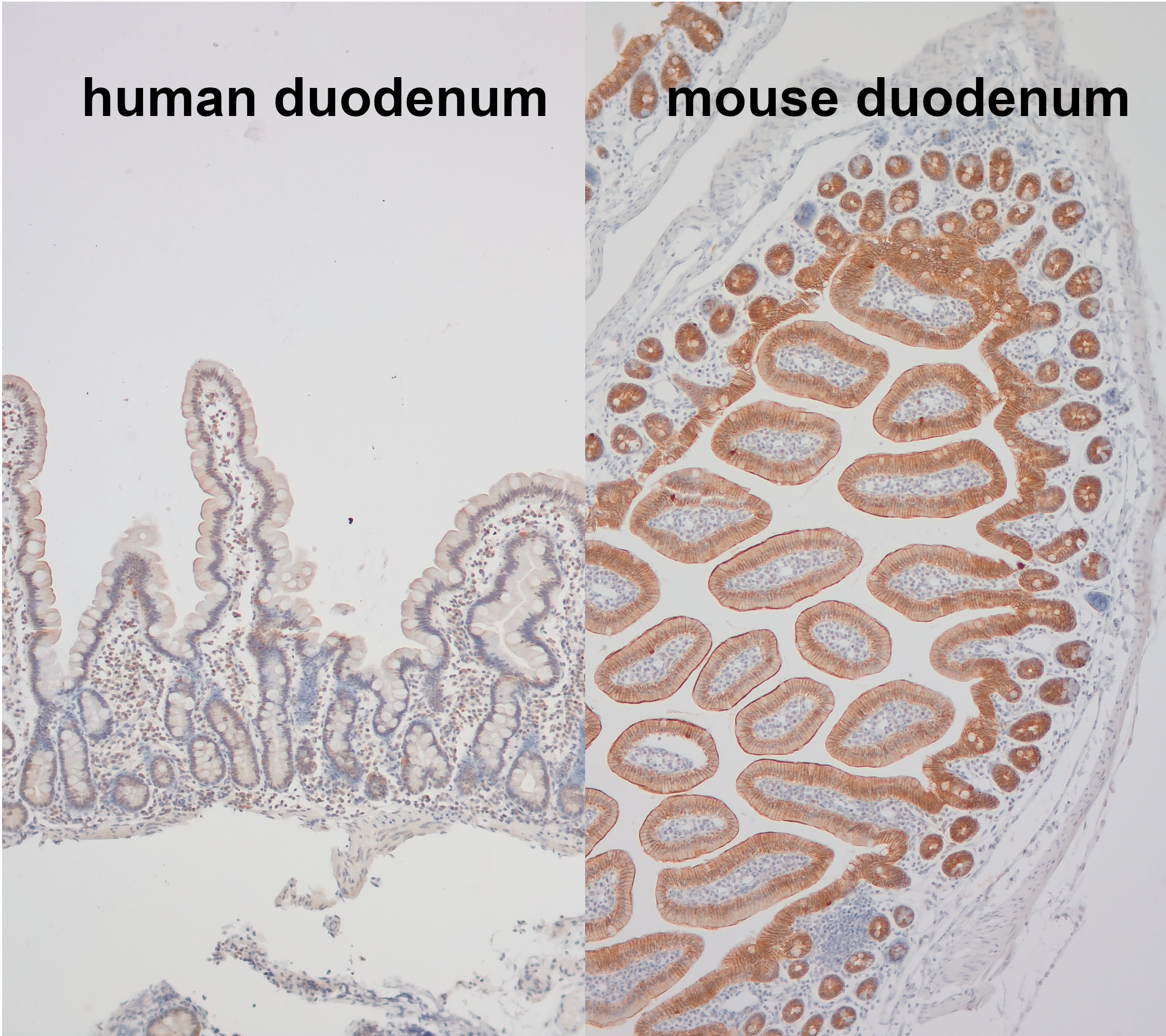 Indirect immunostaining of human and mouse duodenum section using mouse-specific rabbit polyclonal anti-E-cadherin