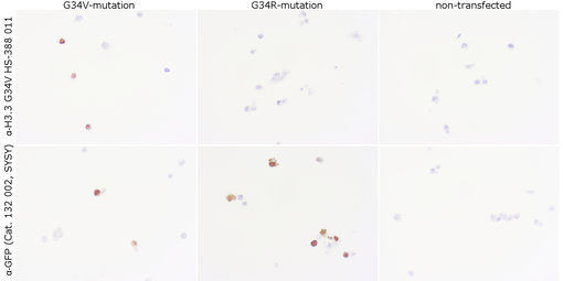 Histone H3.3 G34V staining in G34R and G34V cell pellets