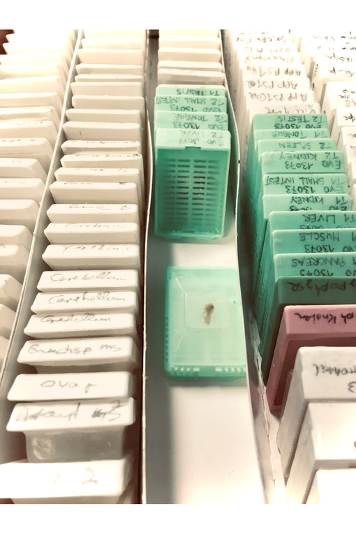 TissueBank: mouse tissue
