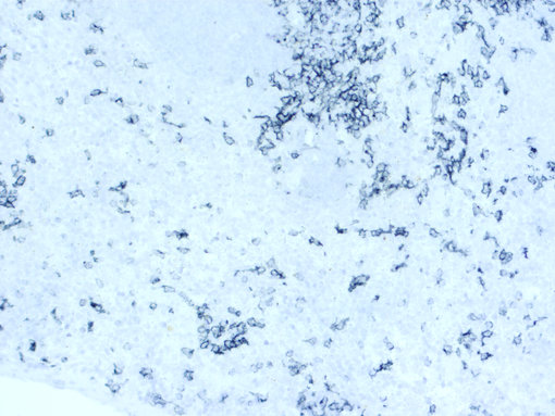 CD11c staining using ImmPACT SG in mouse spleen