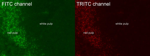 autofluorescence in FFPE mouse spleen detected in FITC and TRITC channels 