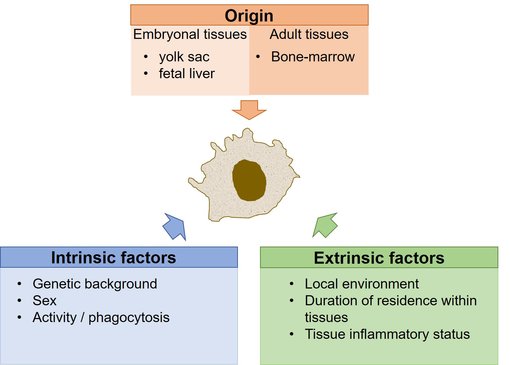 Factors shaping the identity of tissue-resident macrophages.