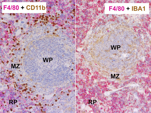 Double-staining of F4/80 and CD11b or F4/80 and IBA1 in FFPE mouse spleen.