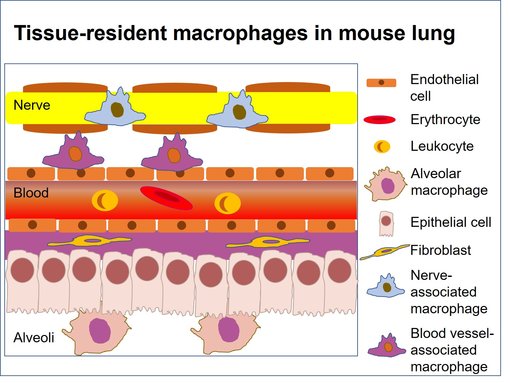 Sub-tissular niches in the mouse lung.