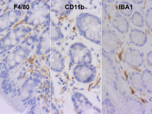 Staining of macrophage markers F4/80, CD11b and IBA1 in FFPE mouse colon section.