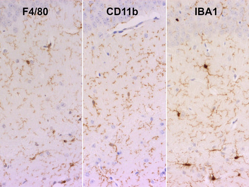 Staining of microglia markers F4/80, CD11b and IBA1 in FFPE mouse brain section.