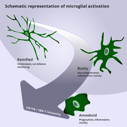 Schematic representation of microglial activation