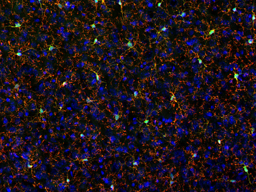 P2Y12 is expressed in resting microglia. Indirect immunostaining of PFA fixed mouse cortex section with anti-P2Y12 (Cat. 476 011, 1:2000, red) and anti-IBA1 (cat. no. 234 308, 1:500, green). Nuclei were stained with hematoxlin.