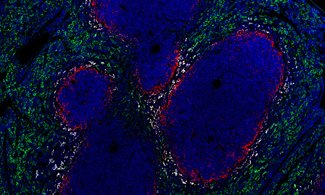 Macrophages are key players in detection and phagocytosis of pathogens, antigen presentation and cytokine release.