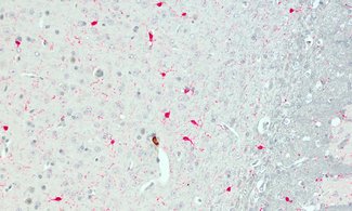 Microglia are the primary immune cells of the central nervous system.