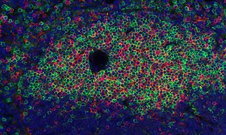 T lymphocytes are white blood cells playing a central role in the adaptive immune response.