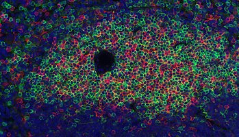 T lymphocytes are white blood cells playing a central role in the adaptive immune response.